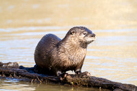 American River Otter