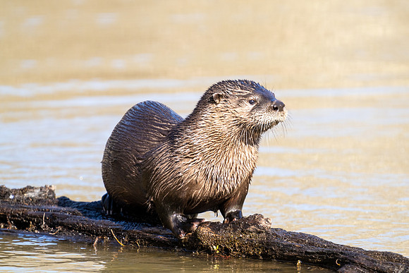 American River Otter
