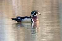 Woodduck