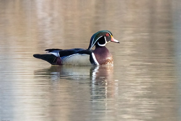 Woodduck