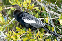Anhinga