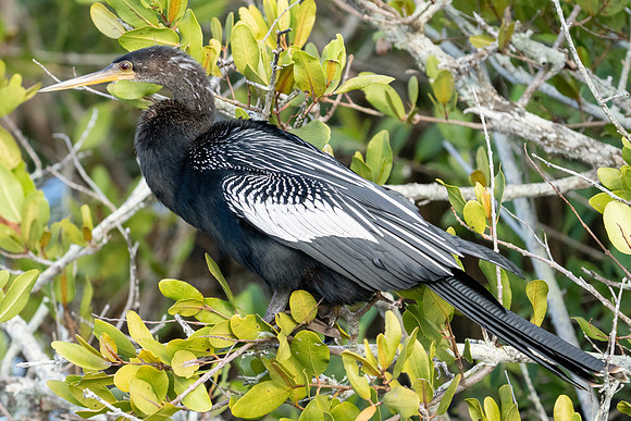 Anhinga