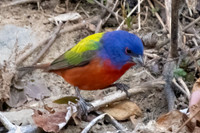 Painted Bunting