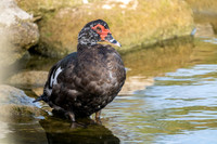 Domestic Muscovy Duck