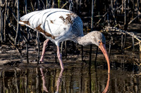 White Ibis