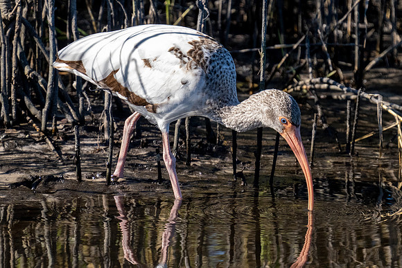 White Ibis
