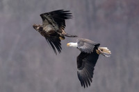 Bald eagles fight for fish