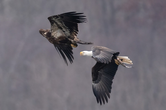 Bald eagles fight for fish
