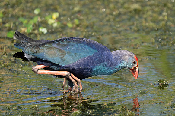 Purple Gallinule
