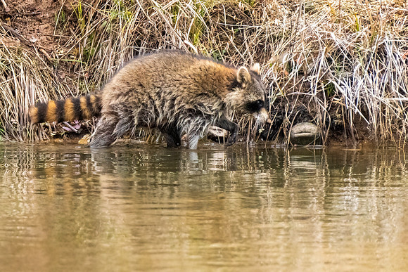 Common Raccoon