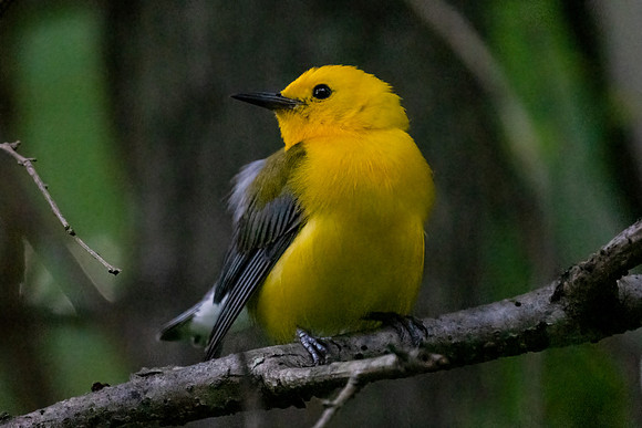 Prothonotary Warbler