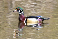 Woodduck