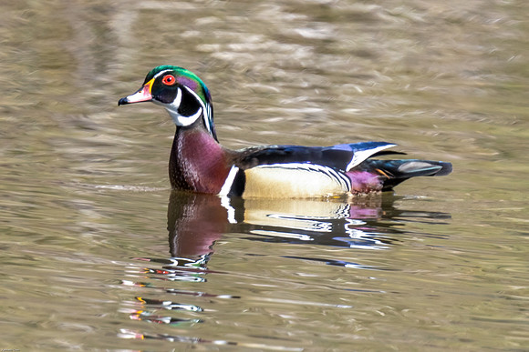 Woodduck
