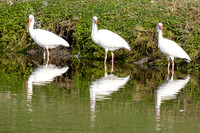 White ibis
