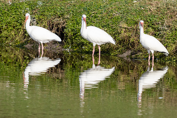 White ibis