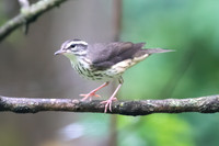 Louisiana Waterthrush