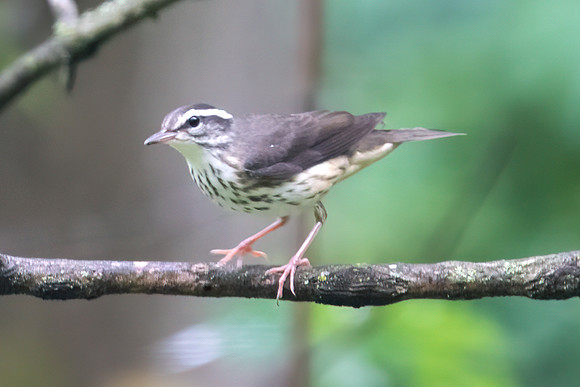 Louisiana Waterthrush
