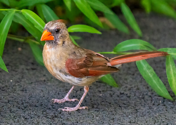 Cardinal