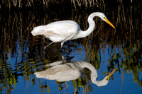 Great Egret