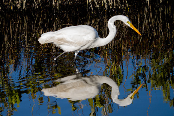 Great Egret