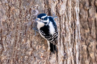 Female Downy Woodpecker