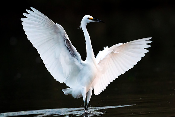 Dancing Snowy egret