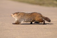 Other Land animals