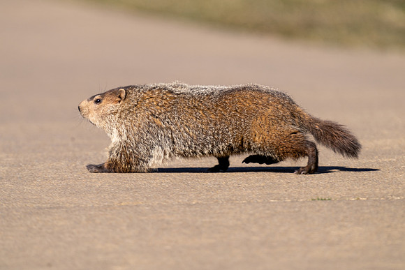 Groundhog