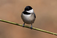 Eastern Phoebe