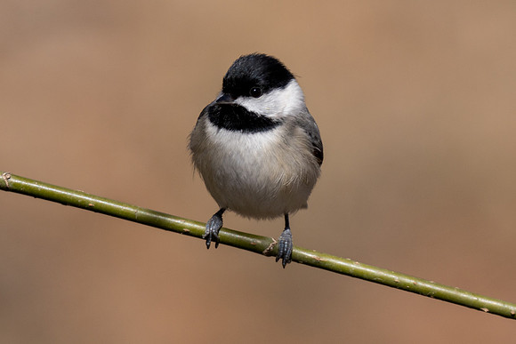 Eastern Phoebe