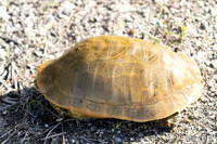 Chicken Turtle