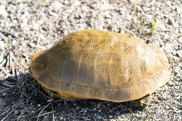 Chicken Turtle