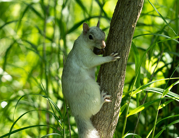 White Squirrel