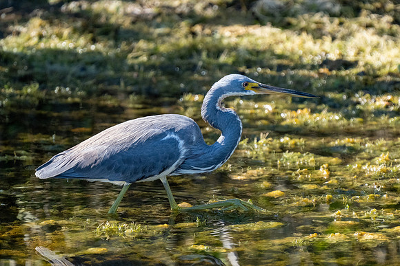 Tri-colored Heron