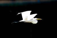 Great Egret