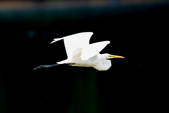 Great Egret