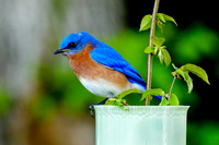 Bluebird