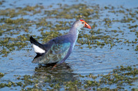 Purple Gallinule
