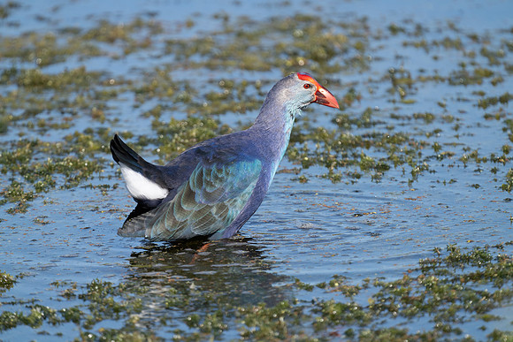 Purple Gallinule