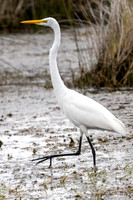 Great Egret
