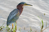 Green Heron