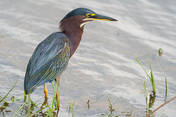 Green Heron