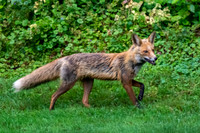 Red fox