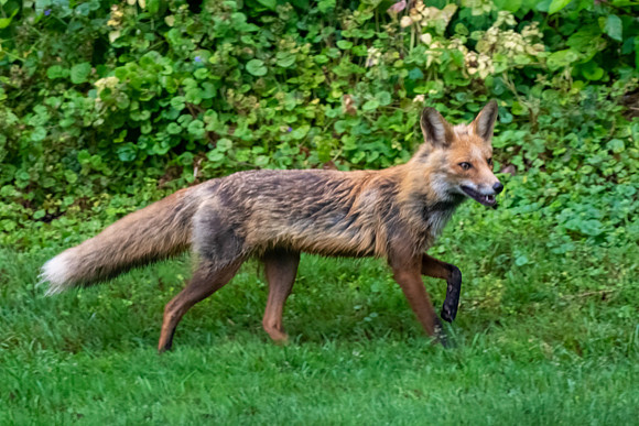 Red fox