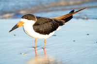 Black Skimmer