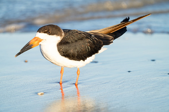 Black Skimmer