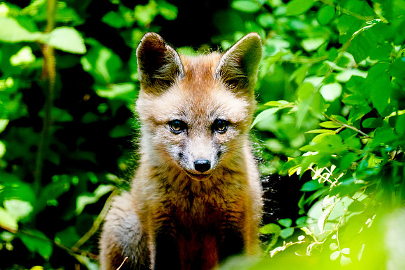 Baby Red Fox