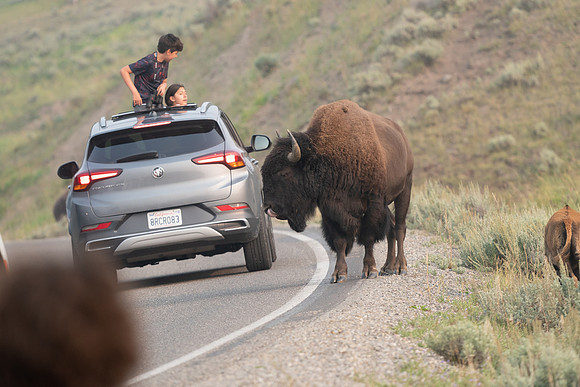 Bison