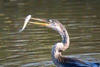 Anhinga