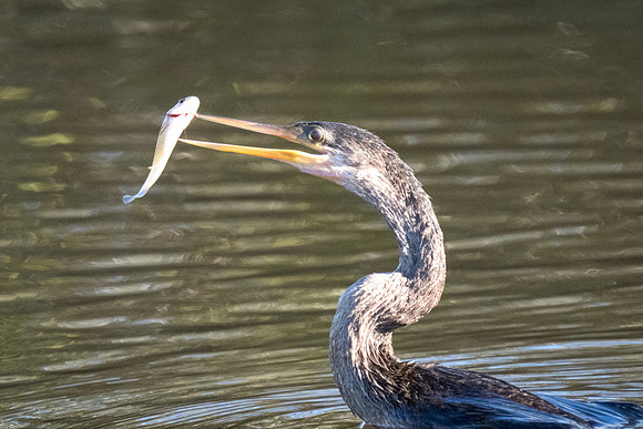 Anhinga